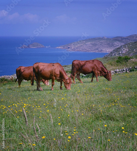 Fototapeta Naklejka Na Ścianę i Meble -  Cows grazing near Touriñan Cape, Muxia, Costa da Morte, Galicia, Spain