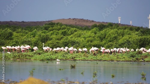 Panning of greater flamingos on grass behind pond, Dubai, United arab emirates photo