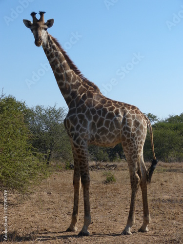 Girafe