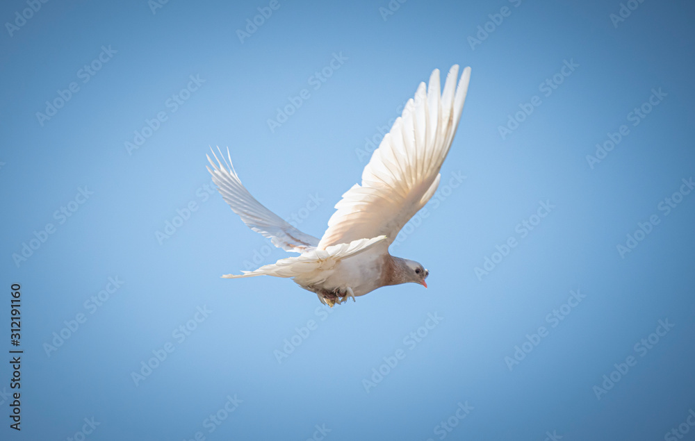 Obraz premium white dove, dove wings, sky birds, wings, bird, Pigeon,