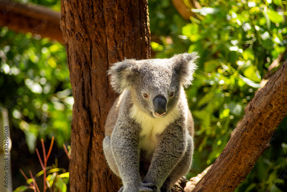 Obraz premium Koala bear on a sunny day, Sydney, NSW, Australia