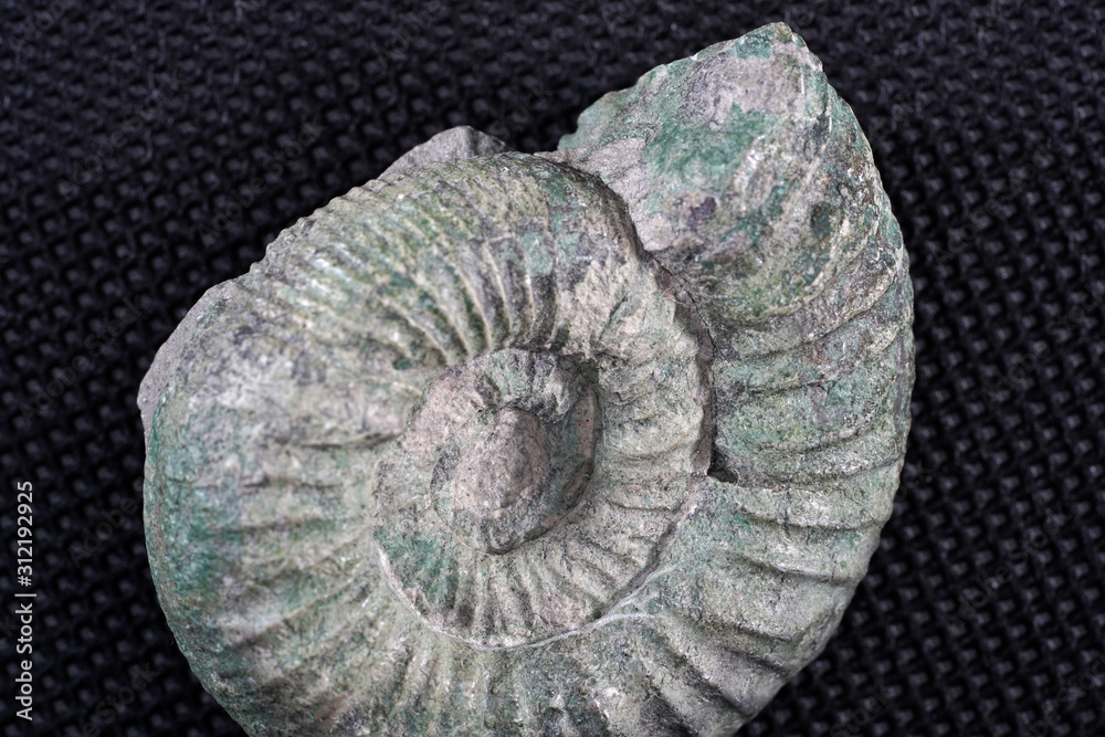 Ammonite is a fossilization of a squid enclosure, photographed with macro lens in studio Ammonite is a fossilization of a squid enclosure, photographed with macro lens in studio