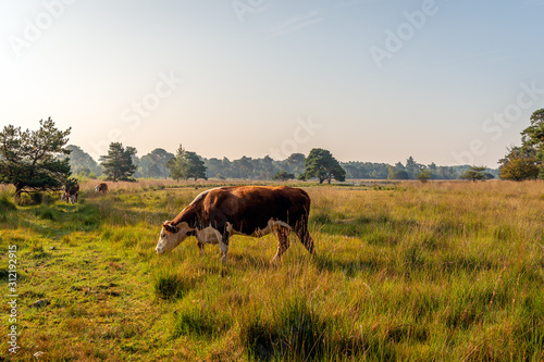 Hereford cow walking in a Dutch nature reserve