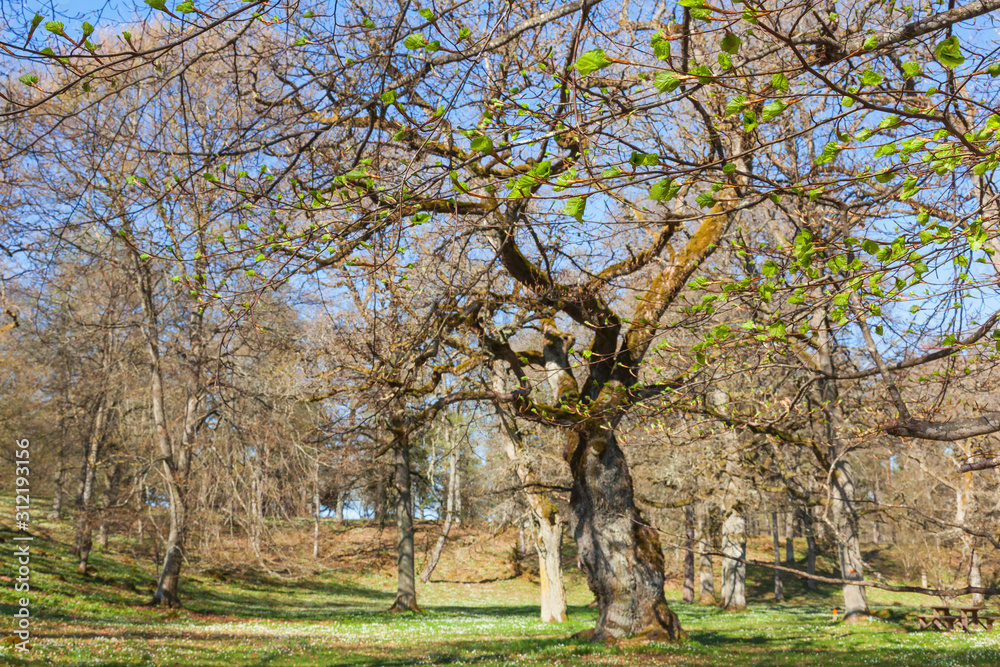 Fototapeta premium Spring green leaves