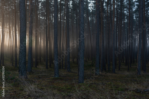 Foggy morning on the edge of the forest