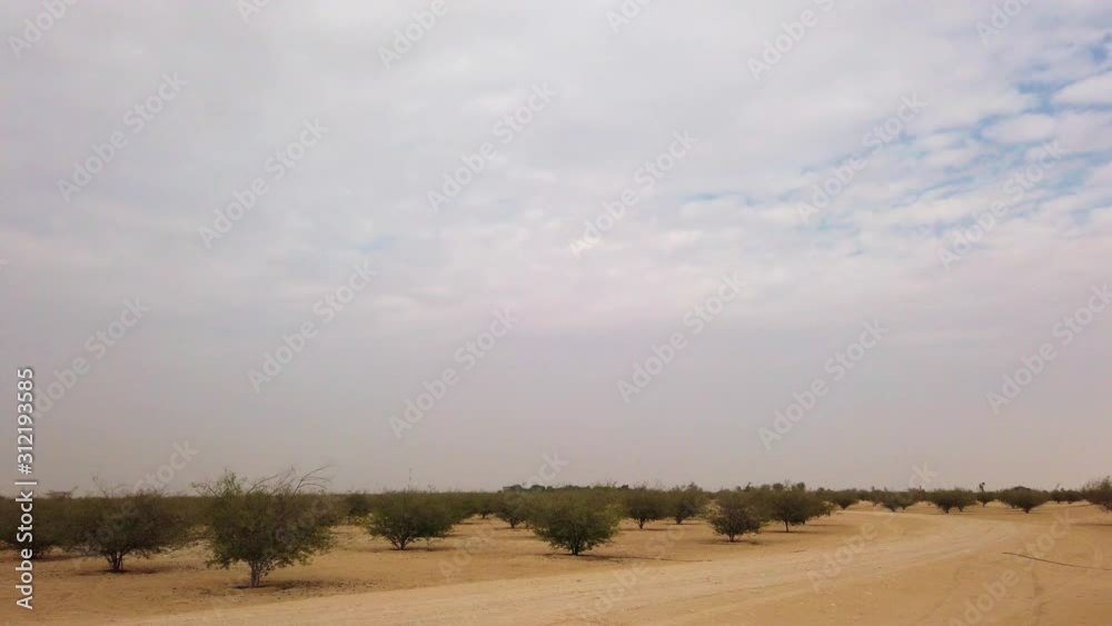 Panning over trees in desert, Al Qudra Lake, Dubai Panning over trees in desert, Al Qudra Lake, Dubai