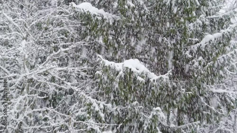 The snow rain during a winter season in the forest The snow rain during a winter season in the forest