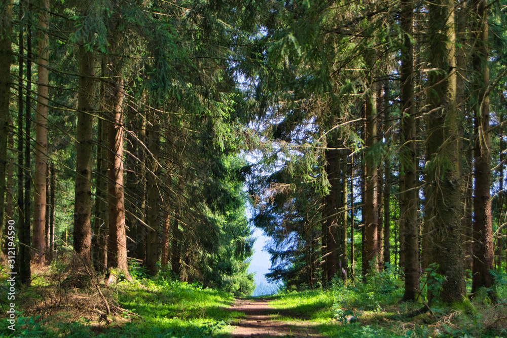 Obraz premium Waldpfad mit viel grün und hohen Tannen bei einer näher kommenden Lichtung