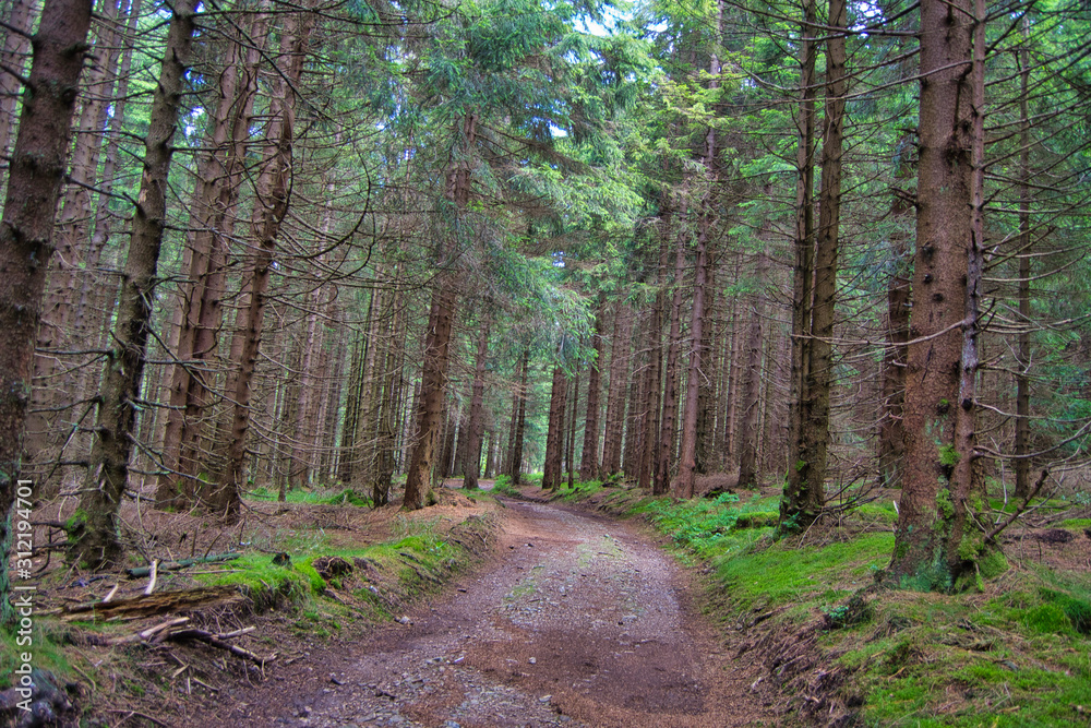 Nadelwald mit Moos - Großer Waldpfad Nadelwald mit Moos - Großer Waldpfad