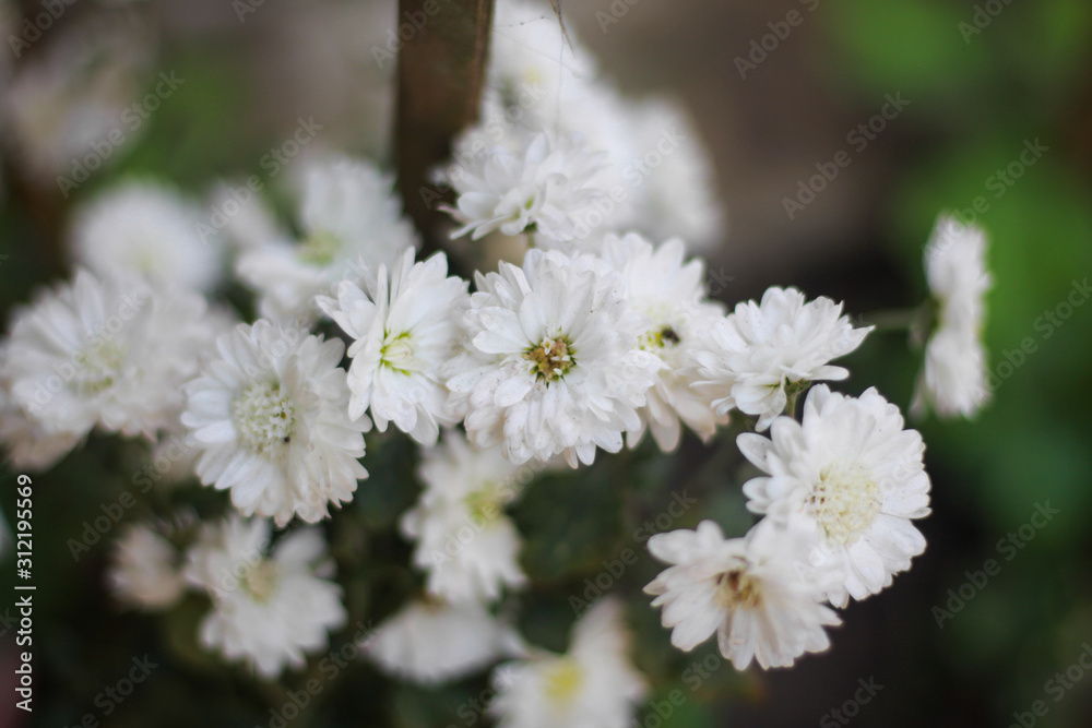 Chrysanthemum flower picture in Bangladesh Chrysanthemum flower picture in Bangladesh