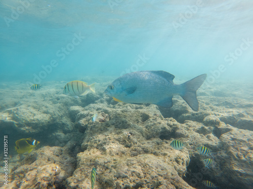 coral reef in the sea with colorful fish