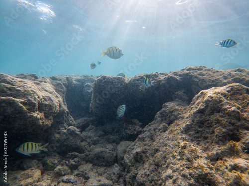 coral reef in the sea with colorful fish