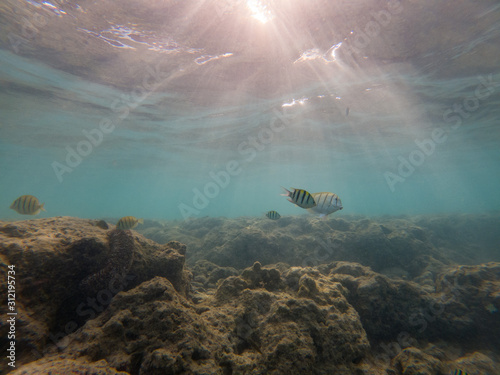 coral reef in the sea with colorful fish