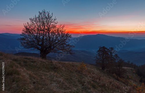 Fine evening in the autumn Carpathians. The tree silhouette with naked branches stands out against a beautiful decline clearly. Mountain landscape with juicy shades of blue, yellow and orange colors. 