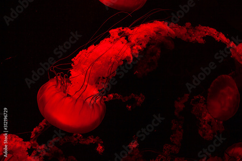 Red Light Bright Transparent Jelly Fish Aquarium