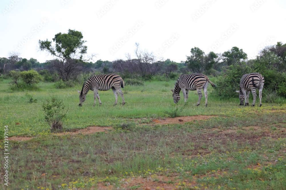 Fototapeta premium Zebra in South Africa