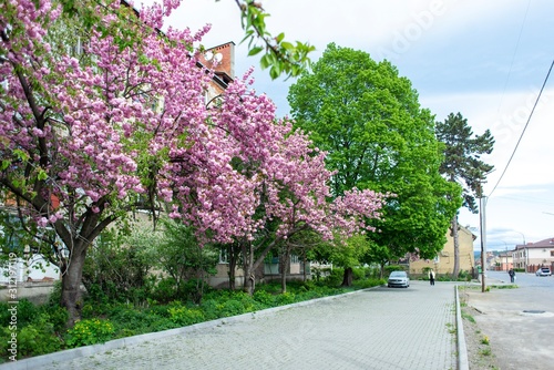 Sakura blossom on the streets of Mukachevo  Ukraine