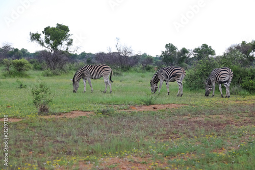 Zebra in South Africa
