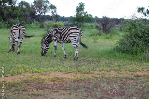 Zebra in South Africa