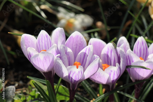Crocuses on a field