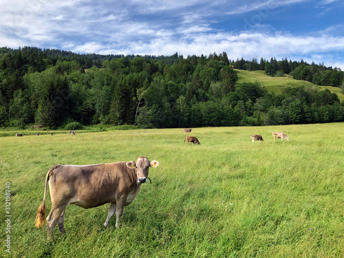 Cows on the grasslands in the Sihltal valley and by the artificial lake Sihlsee, Studen - Canton of Schwyz, Switzerland photo