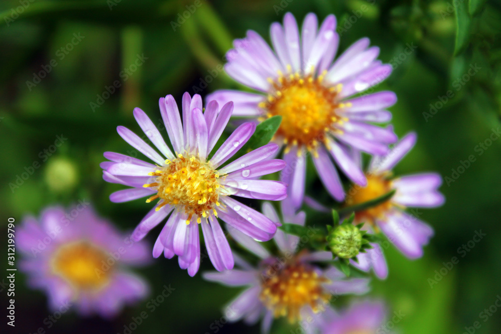 Purple color Alpine aster flowers close up. Natural grass background view Purple color Alpine aster flowers close up. Natural grass background view