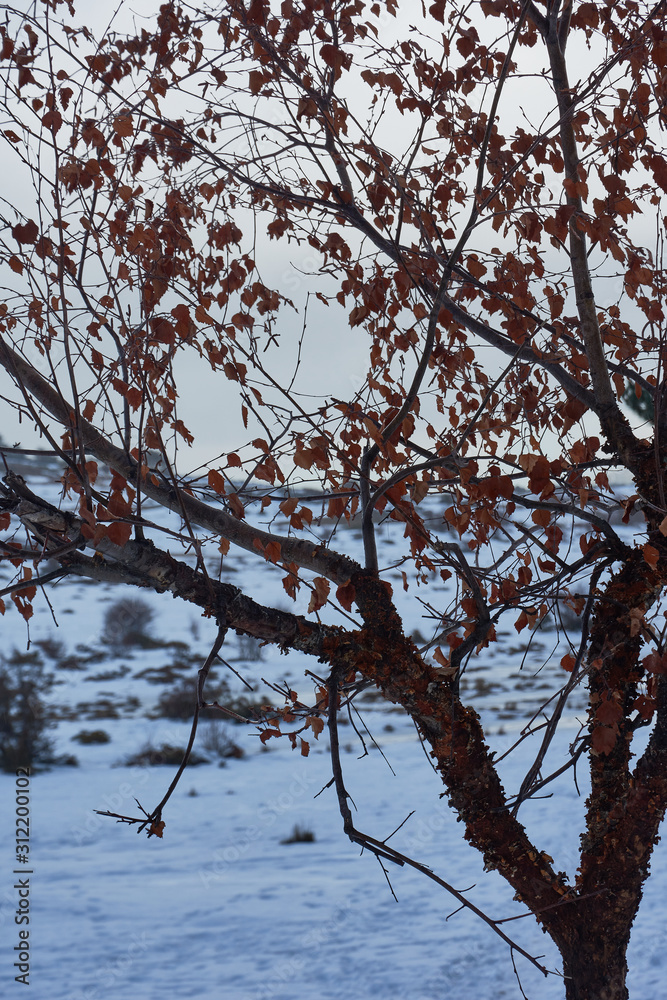 Obraz premium Snow in the Port of Canencia. National Park of the Sierra de Guadarrama. Madrid's community. Spain