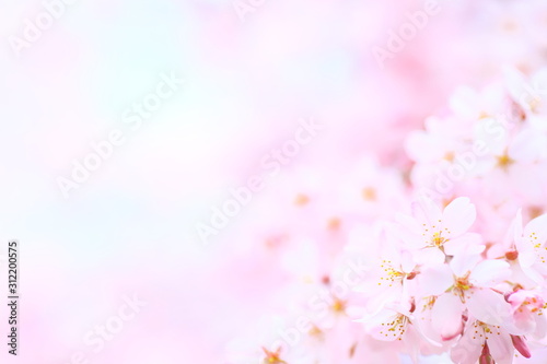 Sightseeing, Sakura, Cherry-blossom viewing © JP trip landscape DL