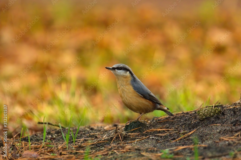 Ein Kleiber sitzt im Herbst am Boden auf der Erde mit Hintergrund aus bunten Blättern, Sitta europaea Ein Kleiber sitzt im Herbst am Boden auf der Erde mit Hintergrund aus bunten Blättern, Sitta europaea
