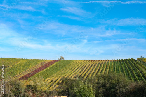 Wallpaper Mural Weinberge in Mainstockheim Oktober 2019 Torontodigital.ca
