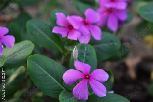purple vinca flowers suitable for planting in the front yard of the house