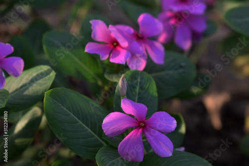 purple vinca flowers suitable for planting in the front yard of the house