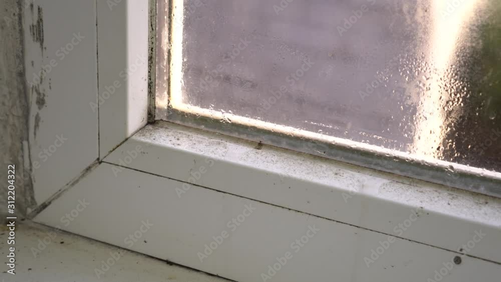 Black mold growth on window frame. Condensation on the glass. Moisture