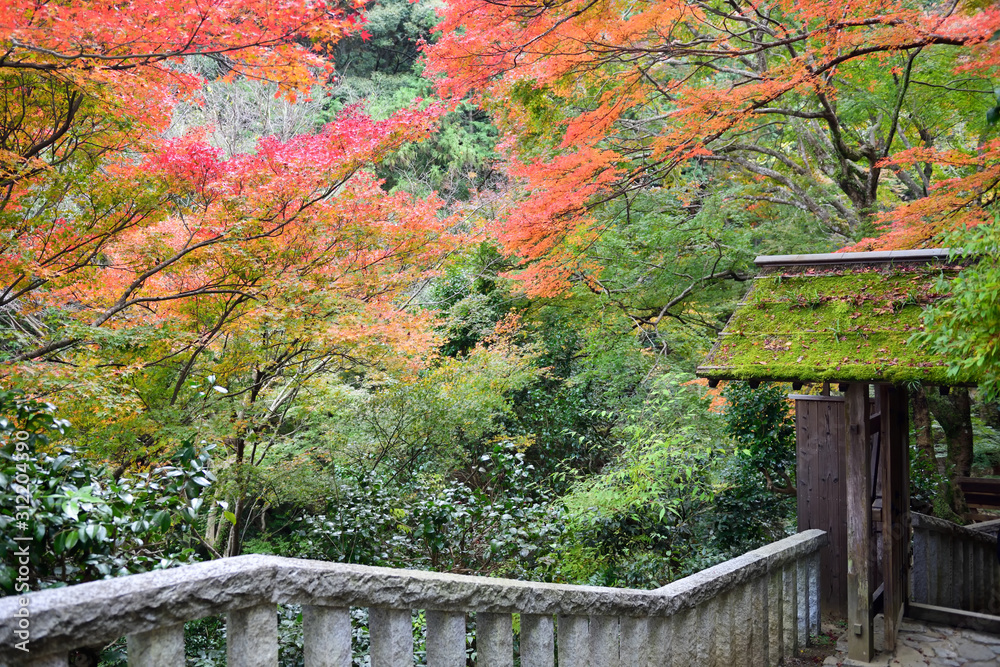 Fototapeta premium Entrance of Daihikaku Senkoji temple with walkways and handrails in beautiful autumn leaves at Arashiyama in Kyoto, Japan .Senkoji is a Zen temple on an Arashiyama mountainside