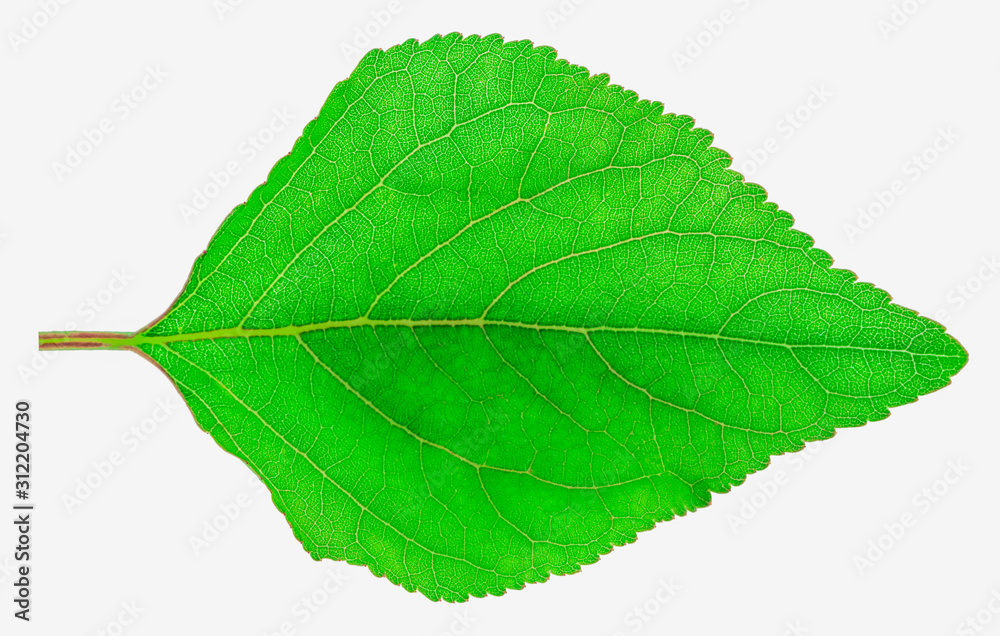 apricot leaf isolated on a white background apricot leaf isolated on a white background