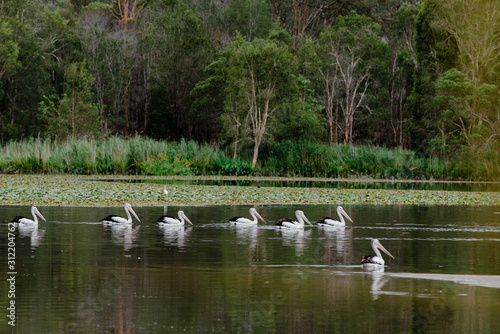 pelicans on the lake swimming in a flock in Queensland Australia © Tabatha