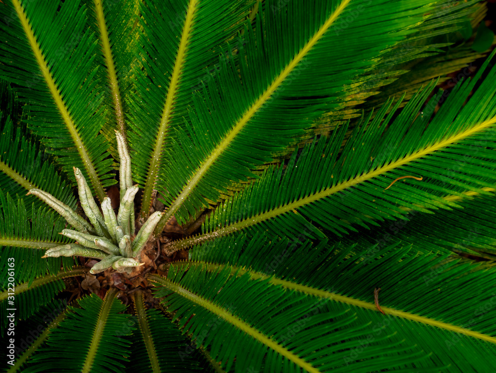 New Leaves of Sago Palm Growing New Leaves of Sago Palm Growing