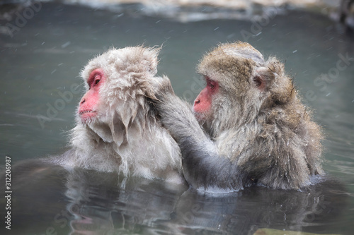 The Japanese macaque  also known as the snow monkey