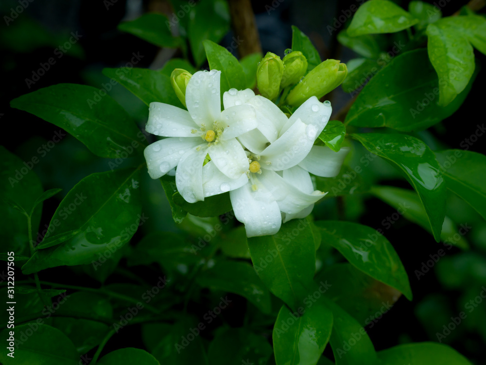 Bouquet of Orange Jessamine Flowers Blooming Bouquet of Orange Jessamine Flowers Blooming