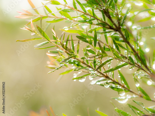 Water Rain Drops Perched on The Leaves Pine