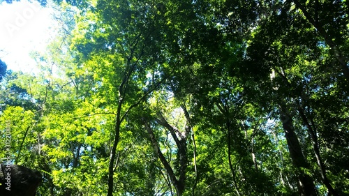 drzewo w lesie
