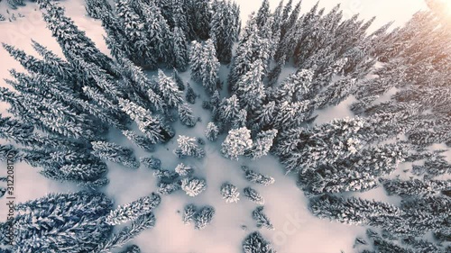Birdseye Aerial View of Tranquil Forest Trees Covered in Fresh Powder Snow photo