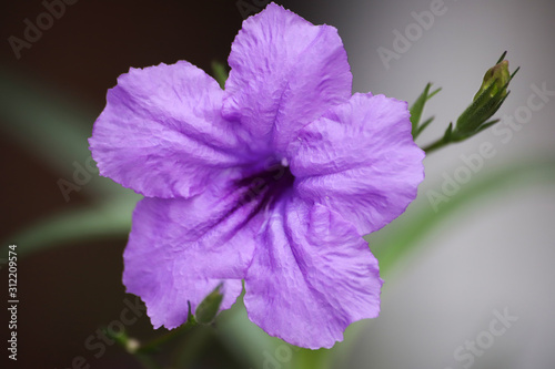 Closeup of Mexican petunia (Ruellia simplex)