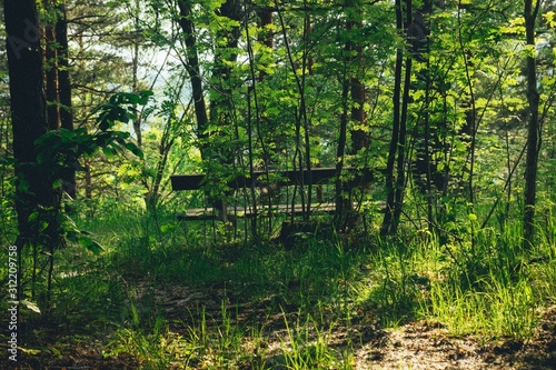 Fototapeta Naklejka Na Ścianę i Meble -  A lonely bench in a green forest