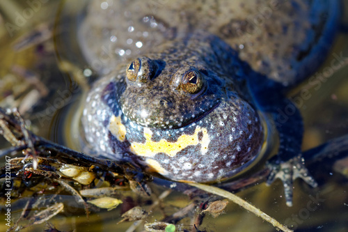 The yellow-bellied toad, Bombina variegata from Crna Mlaka photo