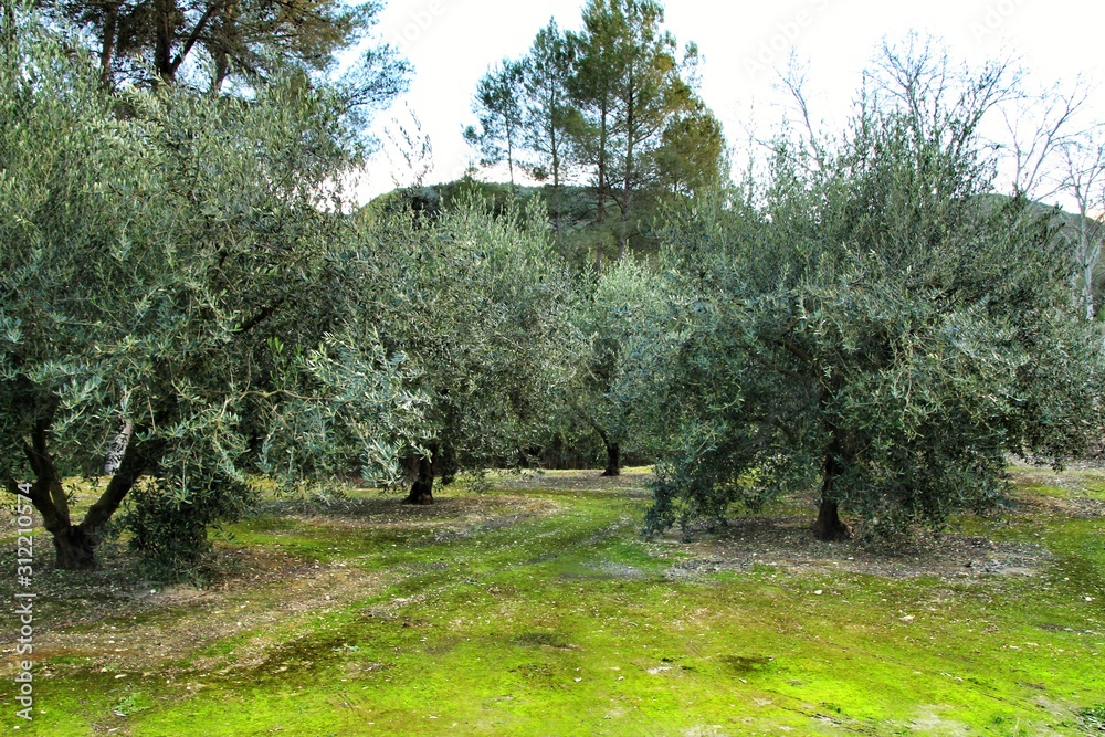Olive plantation on land with green moss