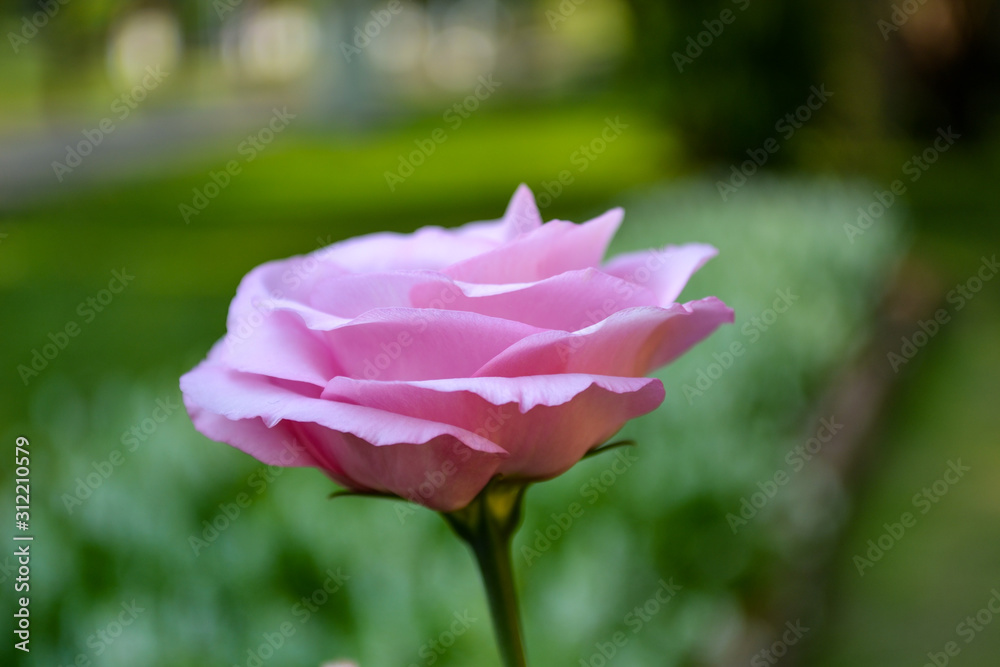 Pink Lisianthus  flower booming on green background