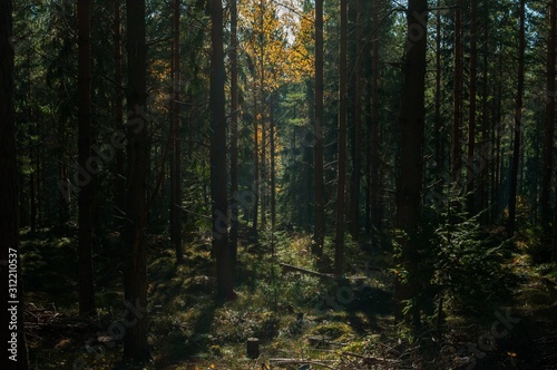 Mysterious forest with patches of light peeking through