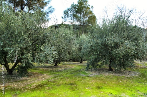 Olive plantation on land with green moss