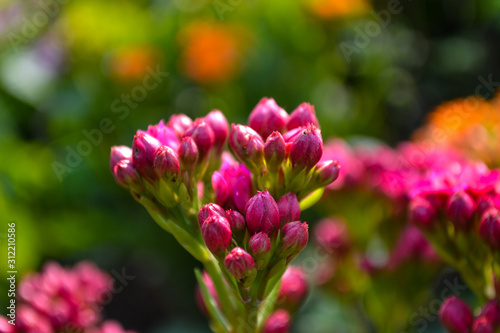 Pink flowering plant in the garden